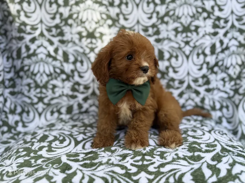 Lasso – Cavapoo puppy for sale in Lakeland, FL