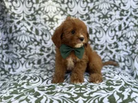 Lasso, a male Cavapoo for sale in Lakeland, FL – 1 of 9