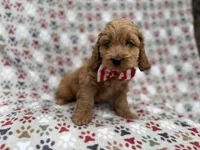 Pete, a male Cockapoo for sale in Lakeland, FL – 3 of 8