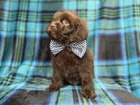 Bentley , a male Shihpoo and Poodle - Miniature  for sale in Lakeland, FL – 6 of 9