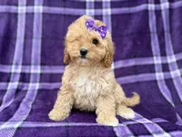 Ayla, a female Cavapoo for sale in Lakeland, FL – 4 of 8