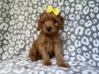Molly, a female Cavapoo for sale in Lakeland, FL – 2 of 9
