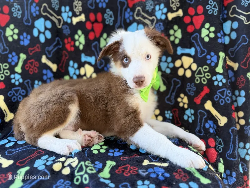 Buck – Miniature Australian Shepherd puppy for sale in Lakeland, FL