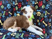 Buck, a male Miniature Australian Shepherd for sale in Lakeland, FL – 1 of 9