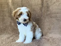 Shadow, a male Cavapoo for sale in Lakeland, FL – 7 of 10