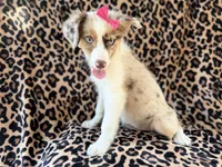 Brynlee, a female Miniature Australian Shepherd for sale in Lakeland, FL – 7 of 7