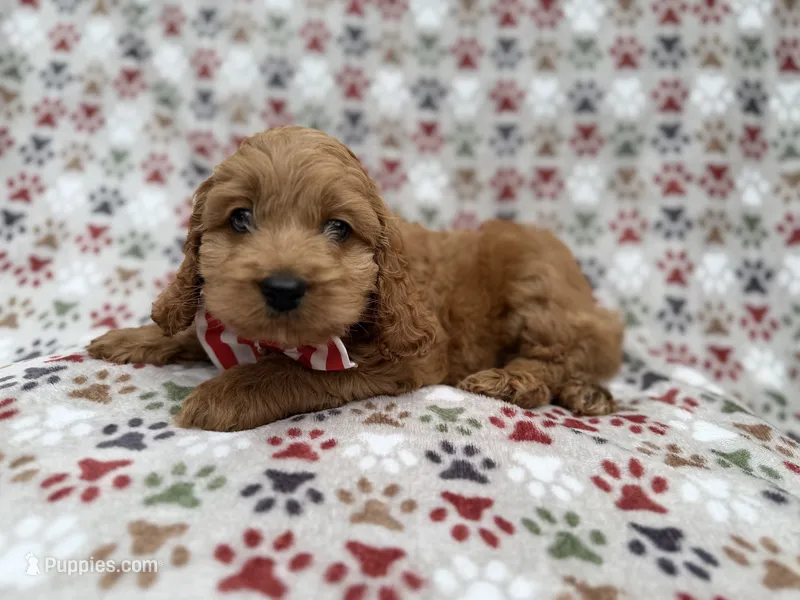 Pete – Cocker Spaniel, Poodle - Miniature  puppy for sale in Lakeland, FL
