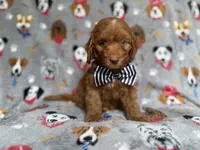 Milo, a male Cockapoo and Poodle - Miniature  for sale in Lakeland, FL – 3 of 6