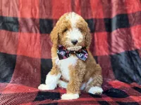 Twix, a male Poodle - Miniature  for sale in Lakeland, FL – 6 of 9