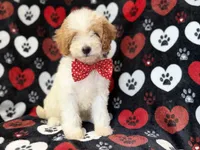 Spike, a male Cavapoo for sale in Lakeland, FL – 5 of 8