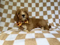 Marshall, a male Cavapoo for sale in Lakeland, FL – 2 of 8