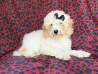 Olive, a female Cockapoo for sale in Lakeland, FL – 4 of 9