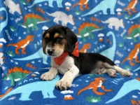 Tigger, a male Beagle for sale in Lakeland, FL – 3 of 6