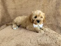 Crook, a male Cavapoo for sale in Lakeland, FL – 3 of 10