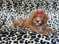 Sassy, a female Cavapoo for sale in Lakeland, FL – 4 of 10