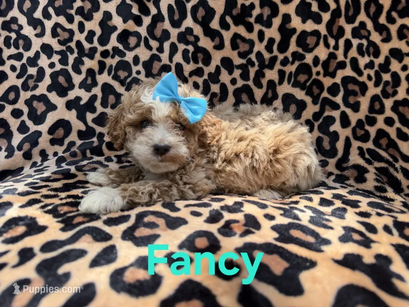 Fancy – Cockapoo puppy for sale in Lakeland, FL