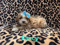 Fancy, a female Cockapoo for sale in Lakeland, FL – 1 of 9