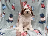 Ember, a female Cavapoo for sale in Lakeland, FL – 9 of 9