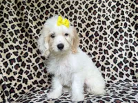 Oakley, a female Cockapoo for sale in Lakeland, FL – 5 of 8