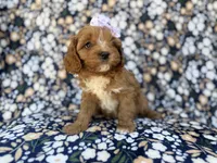 Nessa, a female Cavalier King Charles Spaniel and Poodle - Miniature  for sale in Lakeland, FL – Photo 2 of 10