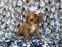 Nessa, a female Cavalier King Charles Spaniel and Poodle - Miniature  for sale in Lakeland, FL – Photo 8 of 10
