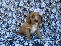 Nessa, a female Cavalier King Charles Spaniel and Poodle - Miniature  for sale in Lakeland, FL – Photo 7 of 10