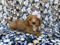 Nessa, a female Cavalier King Charles Spaniel and Poodle - Miniature  for sale in Lakeland, FL – Photo 3 of 10