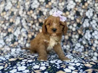 Nessa, a female Cavalier King Charles Spaniel and Poodle - Miniature  for sale in Lakeland, FL – Photo 9 of 10