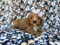 Nessa, a female Cavalier King Charles Spaniel and Poodle - Miniature  for sale in Lakeland, FL – Photo 5 of 10
