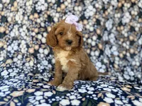 Nessa, a female Cavalier King Charles Spaniel and Poodle - Miniature  for sale in Lakeland, FL – Photo 10 of 10