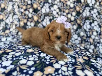 Nessa, a female Cavalier King Charles Spaniel and Poodle - Miniature  for sale in Lakeland, FL – Photo 6 of 10