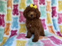 Buttons, a female Yorkipoo for sale in Lakeland, FL – 4 of 9