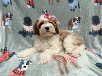 Ember, a female Cavapoo for sale in Lakeland, FL – 3 of 10