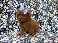 Sasha, a female Miniature Goldendoodle for sale in Lakeland, FL – 7 of 9