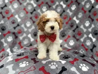 Lucky, a male Cockapoo for sale in Lakeland, FL – 9 of 10