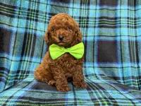 Scooby, a male Miniature Goldendoodle for sale in Lakeland, FL – 8 of 10