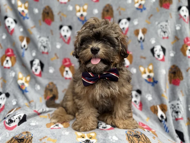 Drake – Shihpoo puppy for sale in Lakeland, FL