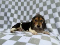 Winston, a male Beagle for sale in Lakeland, FL – 3 of 9