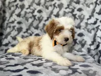 Sparky, a male Cavapoo for sale in Lakeland, FL – 7 of 9