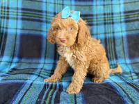 Trixie, a female Cockapoo for sale in Lakeland, FL – 6 of 9