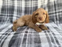 Trout, a male Cockapoo for sale in Lakeland, FL – 6 of 8