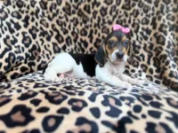 Winnie, a female Beagle for sale in Lakeland, FL – 7 of 9