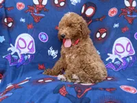 Felix, a male Poodle - Miniature  and Miniature Goldendoodle for sale in Lakeland, FL – 6 of 9