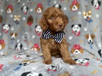 Milo, a male Cockapoo and Poodle - Miniature  for sale in Lakeland, FL – 4 of 6