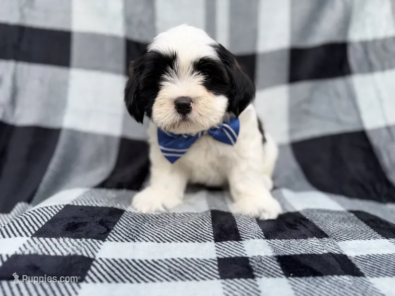 Simon – Shih Tzu, Shichon puppy for sale in Lakeland, FL