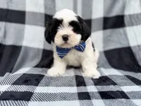 Simon, a male Shih Tzu and Shichon for sale in Lakeland, FL – 1 of 10
