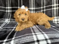 Tinsley, a female Cockapoo for sale in Lakeland, FL – 1 of 7