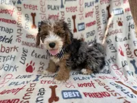 Otto, a male Miniature Aussiedoodle for sale in Lakeland, FL – 9 of 10