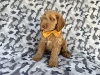 Toby, a male Cockapoo for sale in Lakeland, FL – 2 of 8