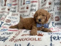 Luke, a male Goldendoodle for sale in Lakeland, FL – 6 of 8